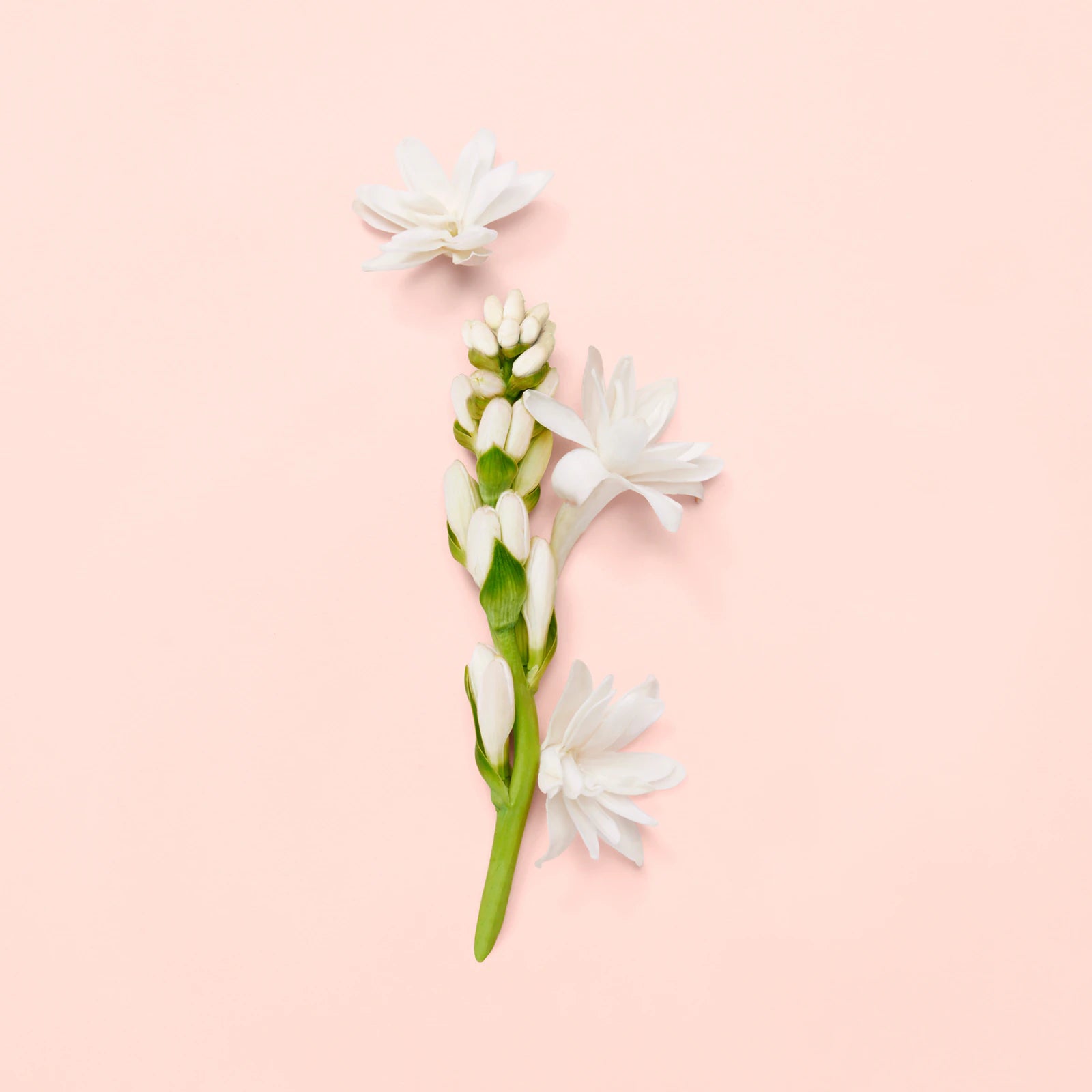 Gucci Bloom Eau de Parfum 100ML